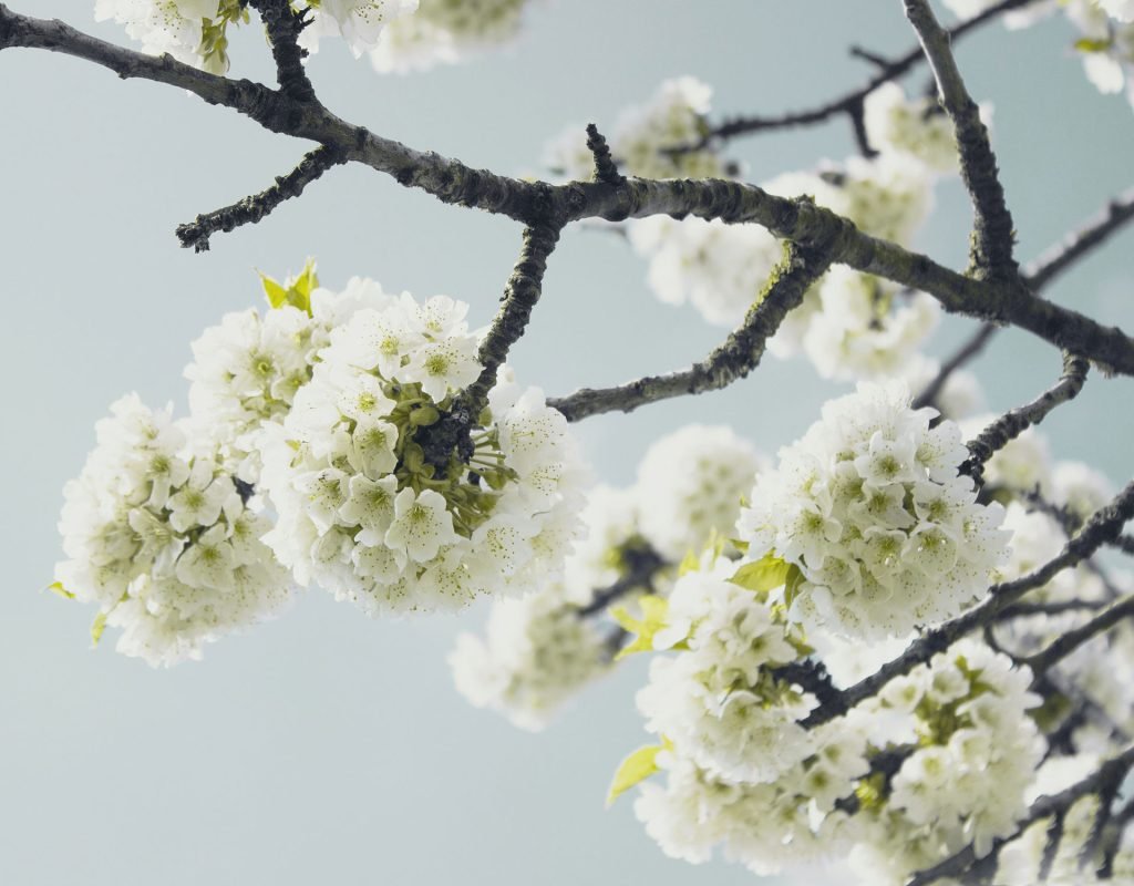 Pet Friendly Flowers: Which Flowers Are Safe for Pets?