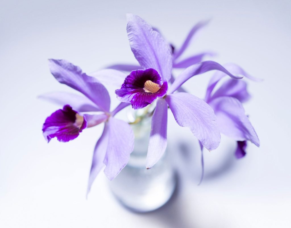 8 Facts You Didn’t Know About Sunflowers