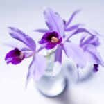 8 Facts You Didn’t Know About Sunflowers