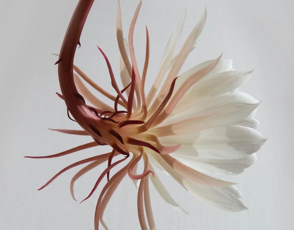 Chelsea Flower Show 2022:  Our 20 Floral Highlights