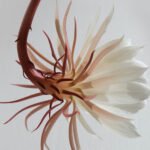 Chelsea Flower Show 2022:  Our 20 Floral Highlights