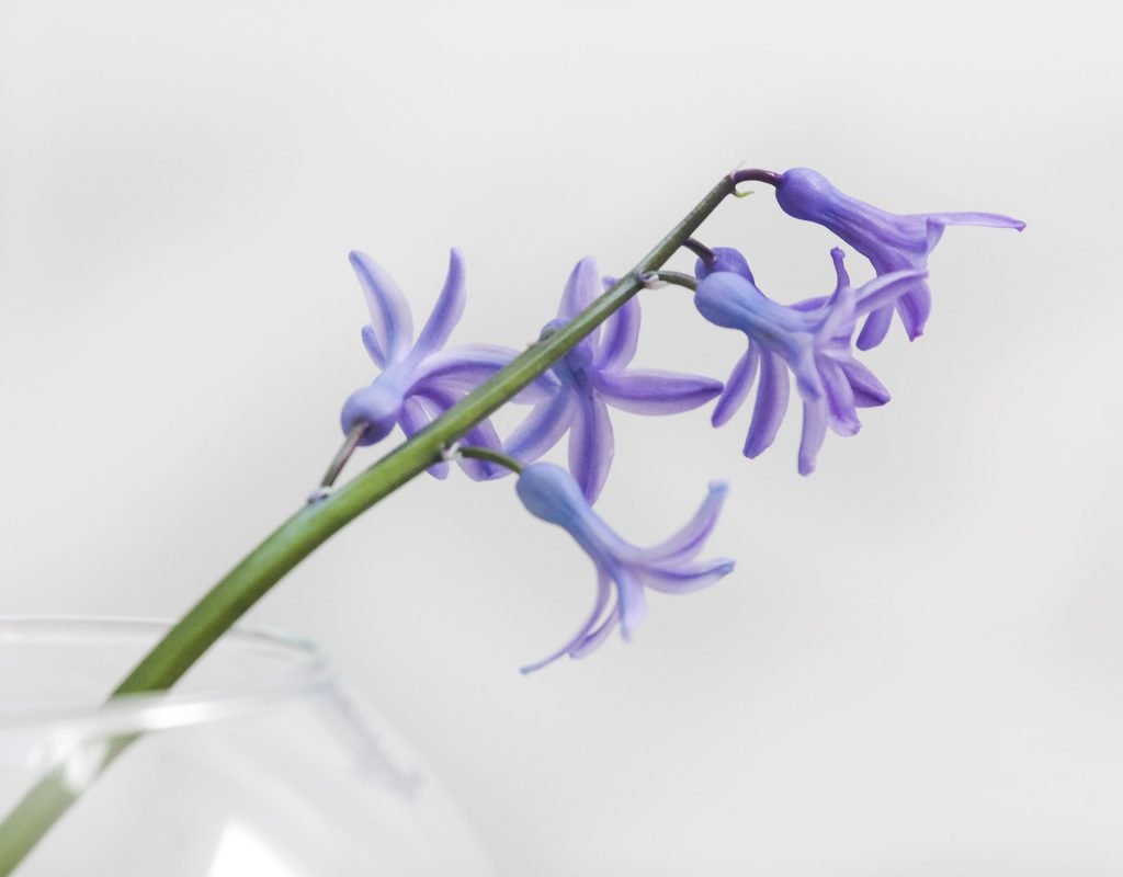 How Peonies Became the UK’s Favourite Flower