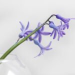 How Peonies Became the UK’s Favourite Flower