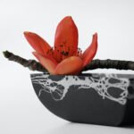 11 Common Myths About Flowers and House Plants