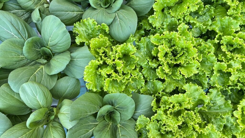 makanan tradisional magelang